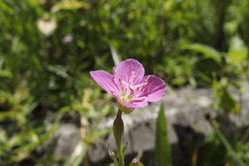 アカバナユウゲショウ
