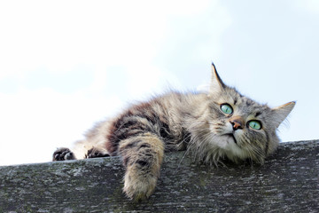 Fototapeta na wymiar Eine Norwegische Waldkatze liegt entspannt auf einem Dach