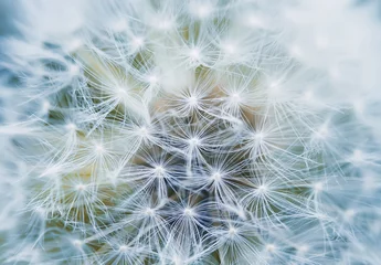Wall murals Dandelion fluffy and airy inflorescence of a dandelion closeup