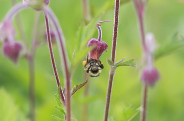 striped bumblebee flies up to the meadow pink flower for nectar