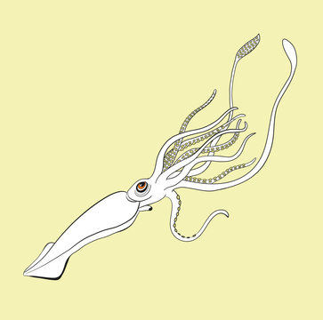 vector illustration of a squid, illustrazione vettoriale di un totano
