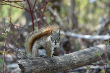Portrait of a squirrel 