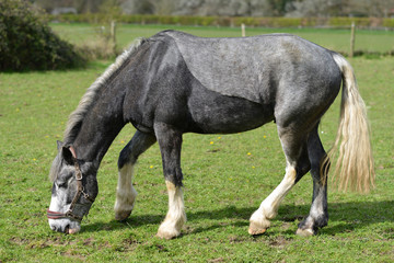 Two tone grey horse