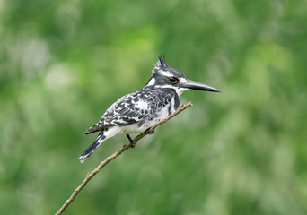Pied Kind Fisher on Branch
