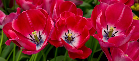 Obraz na płótnie Canvas Red tulips background.