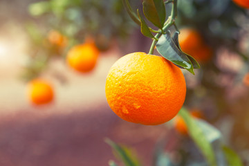 Orange tree
