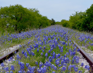 Bluebonnet Railroad/Texas Bluebonnet flowers growing over railroad tracks.