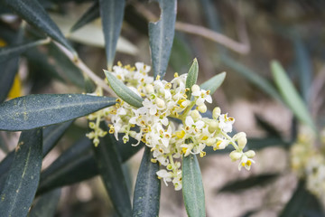 Detail of a branch of olive tree in flowering during spring, And