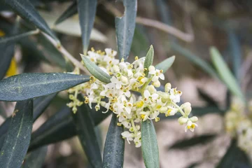 Photo sur Plexiglas Olivier Détail d& 39 une branche d& 39 olivier en floraison au printemps, Et