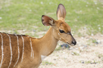 Female small deer