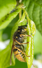 Common wasp, Vespa vulgaris feeding on aphids on bird cherry leaf