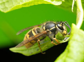 Common wasp, Vespa vulgaris feeding on aphids on bird cherry leaf