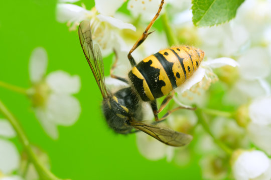 Common wasp, Vespa vulgaris on bird cherry