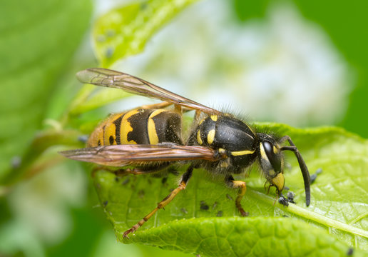 Common wasp, Vespa vulgaris feeding on aphids on bird cherry leaf