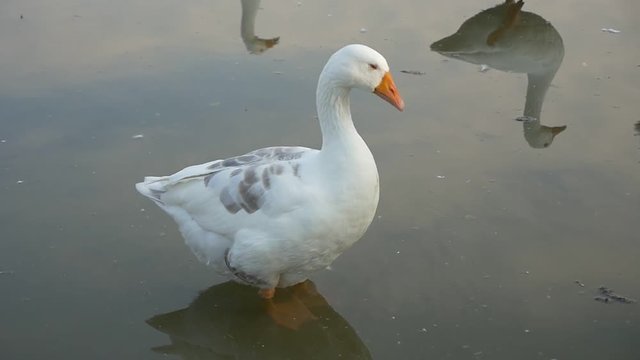  Domestic goose pond relaxing high definition 1080p slow-mo video - Goose slow motion relax 1920X1080 FullHD video 