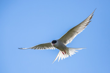 Flying arctic tern