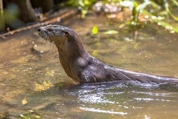 European otter looking up from water