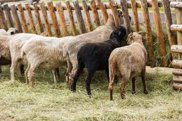 Sheep