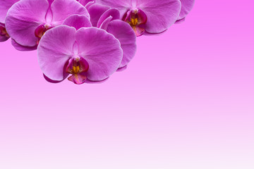 Background orchids
