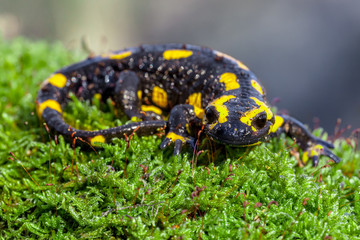 Fire salamander on a mossy trunk in its natural habitat