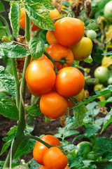 Red tomatoes ripening in a greenhouse