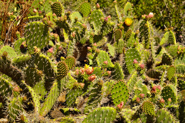 Flowering cactus and Indian blanket wildflowers