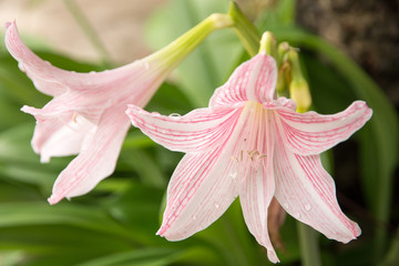  Hippeastrum