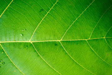 texture  leaves