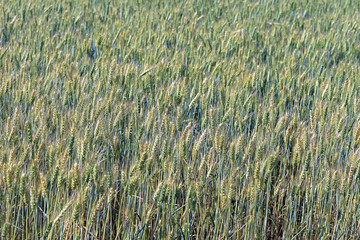 Triticale plantation, a new hybrid forage