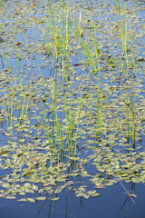 Scenic landscape Ontario Wetlands