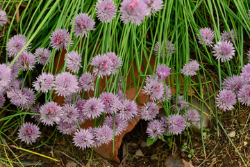 Chive Thrive