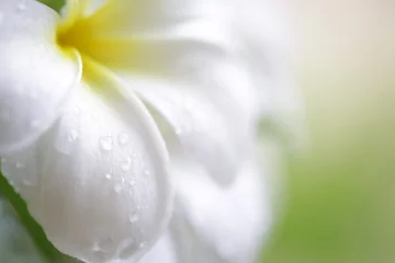 Foto auf Acrylglas Frangipani Wassertropfen auf Frangipani-Blüte