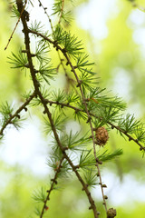 Larch twig