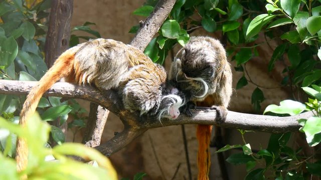 Saguinus imperator, Tamarin Emperor (4K)