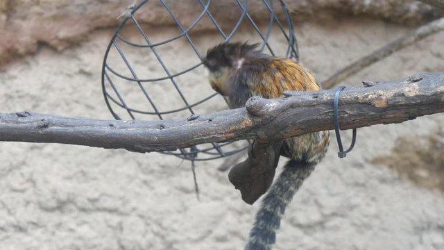 Callithrix geoffroyi, Titi de Geoffroy (4K)