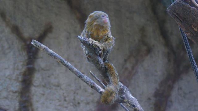 Callithrix pygmaea, Pygmy marmoset (4K)