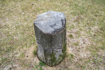 stump of the park