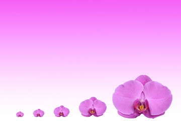 Background purple orchids