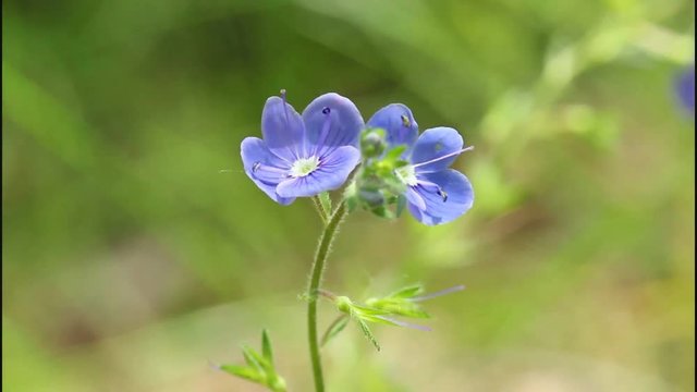 Veronica Serpyllifolia
Veronica Serpyllifolia - a medicinal plant.
