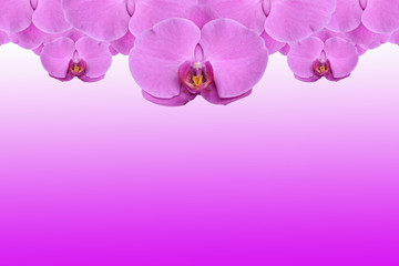 Fototapeta na wymiar Background purple orchids