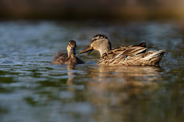 Mallard, Duck - Female with nestling.