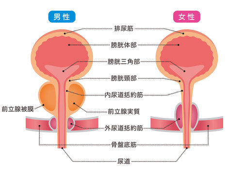 膀胱　仕組み　断面図