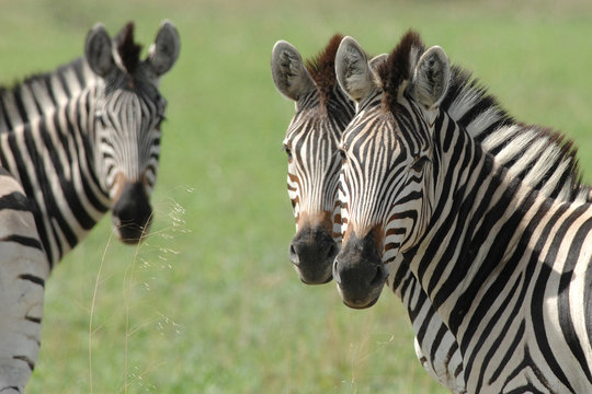 Zebra with two heads or optical illusion? looking at camera