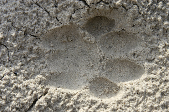 Lion spoor in sand, Botswana