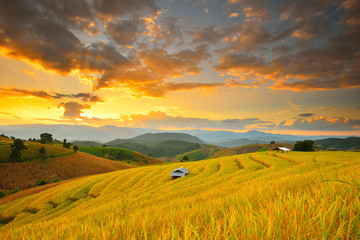 Cornfield sunset of Thailand.