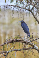 Blue Heron perching on the tree
