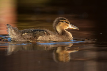 Mallard, Duck, Anas platyrhynchos - nestling