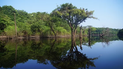 Foto op Canvas Rivier en regenwoud bij Amazonas, Brazilië © buladeviagens