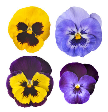 Fototapeta Pansies flower isolated on white background