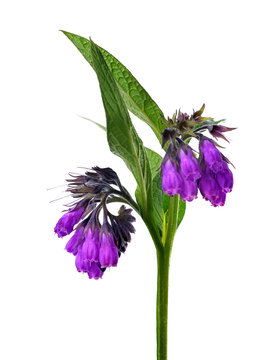 Comfrey (Symphytum officinale) isolated on white background, plant used in medicine.